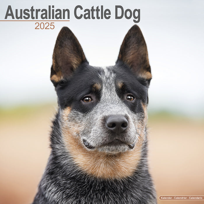 2025 Australian Cattle Dog Wall Calendar