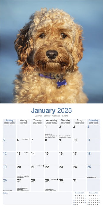 2025 Cockapoo Wall Calendar