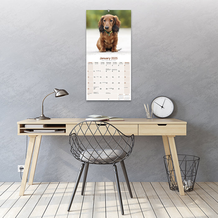 2025 Longhaired Dachshund Wall Calendar (Online Exclusive)