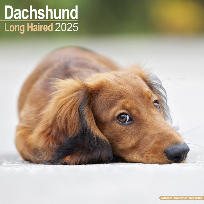 2025 Longhaired Dachshund Wall Calendar (Online Exclusive)