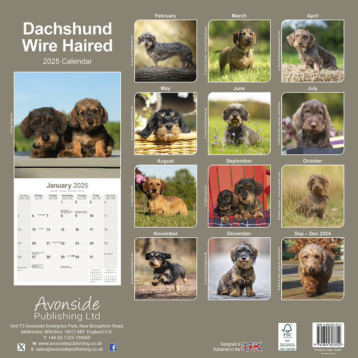 2025 Wirehaired Dachshund Wall Calendar (Online Exclusive)
