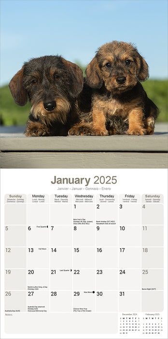 2025 Wirehaired Dachshund Wall Calendar (Online Exclusive)