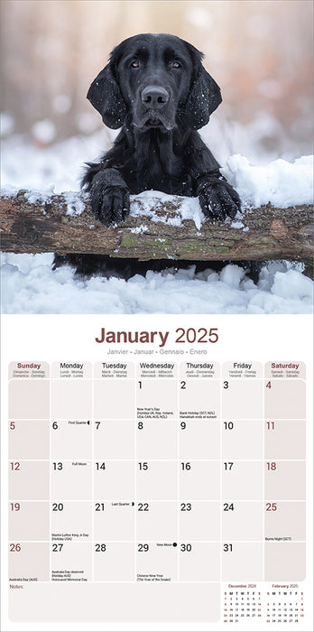 2025 Flatcoated Retriever Wall Calendar (Online Exclusive)