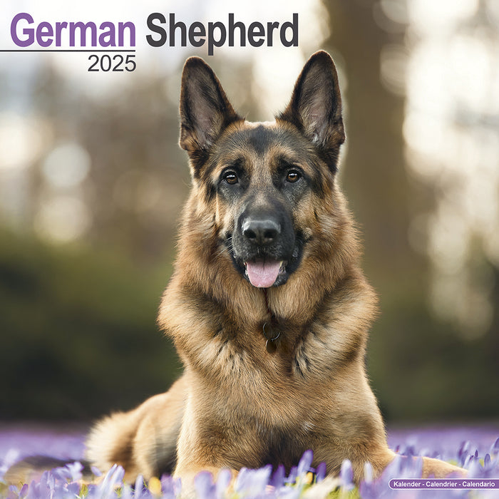 2025 German Shepherd Wall Calendar