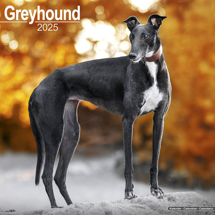 2025 Greyhound Wall Calendar