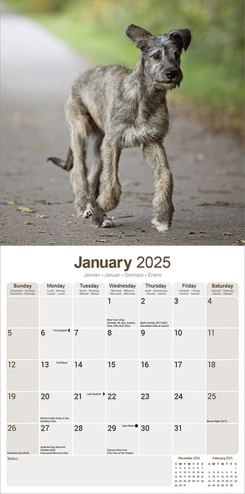 2025 Irish Wolfhound Wall Calendar (Online Exclusive)