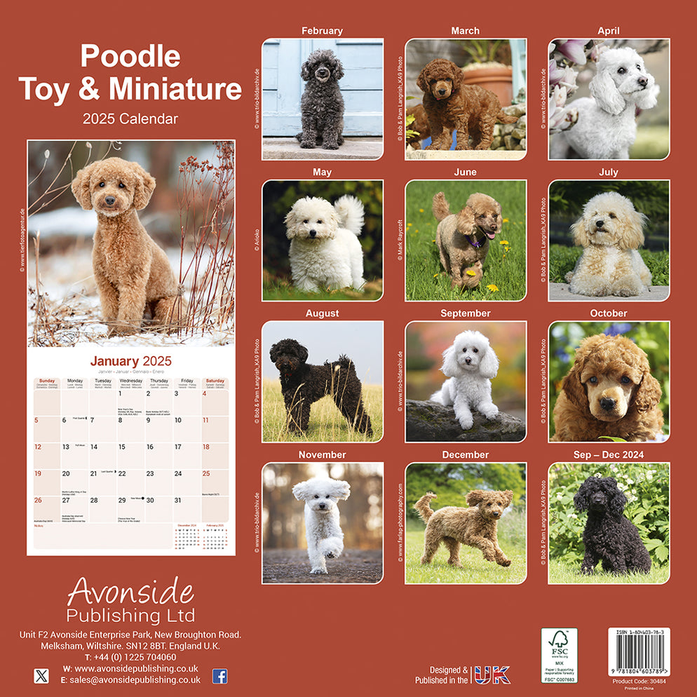 Calendar Club 2025 Poodle Toy & Miniature Wall Calendar