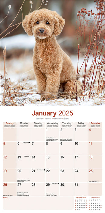 2025 Poodle Toy & Miniature Wall Calendar