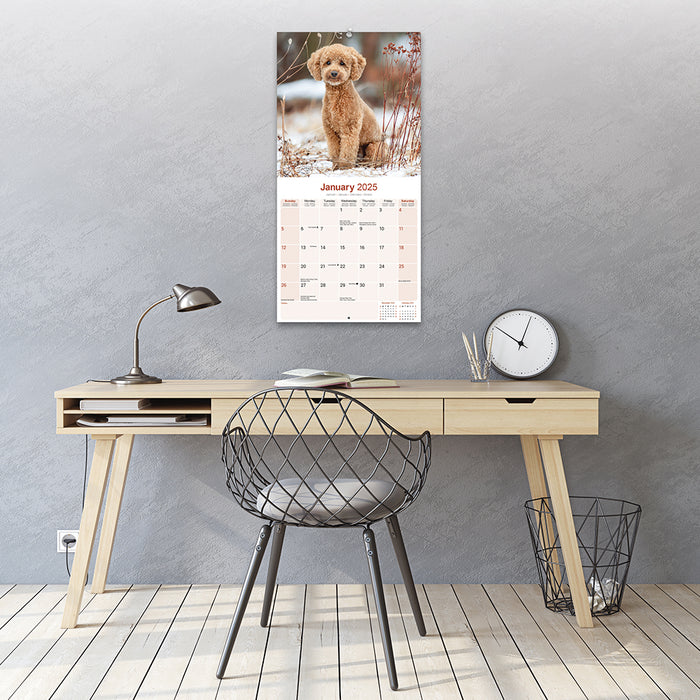2025 Poodle Toy & Miniature Wall Calendar