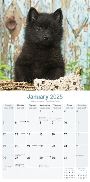 2025 Schipperke Wall Calendar (Online Exclusive)