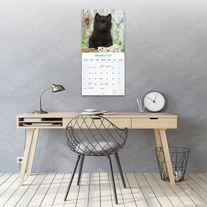 2025 Schipperke Wall Calendar (Online Exclusive)