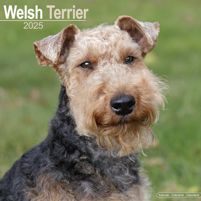2025 Welsh Terrier Wall Calendar (Online Exclusive)