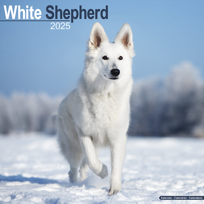 2025 White Shepherd Wall Calendar (Online Exclusive)