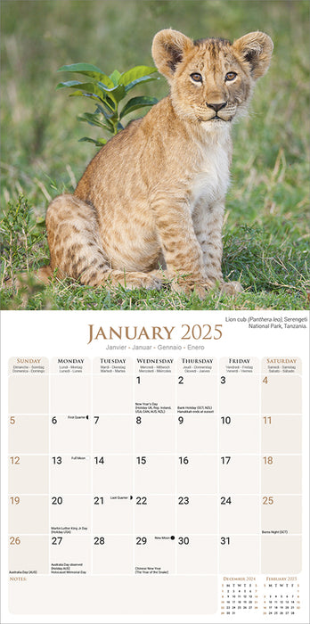 2025 African Wildlife Wall Calendar (Online Exclusive)