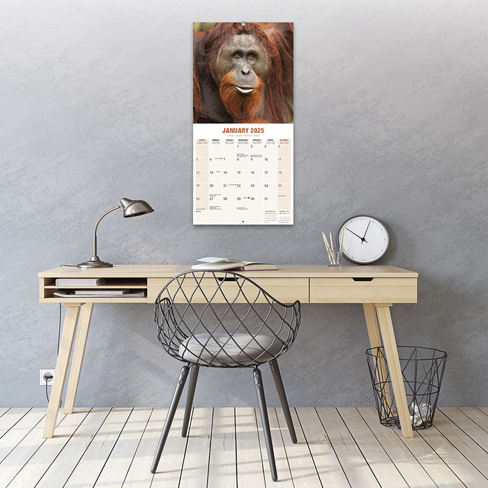 2025 Apes Wall Calendar (Online Exclusive)