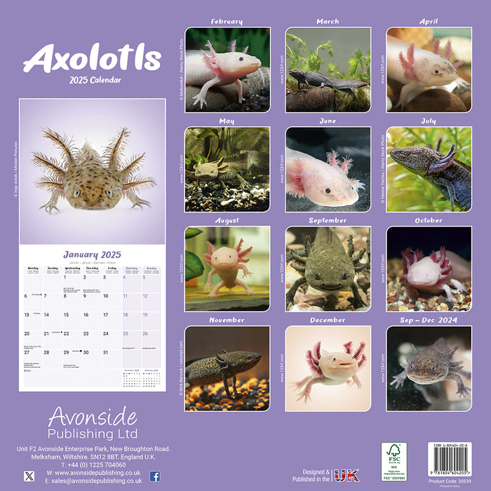 2025 Axolotls Wall Calendar (Online Exclusive)
