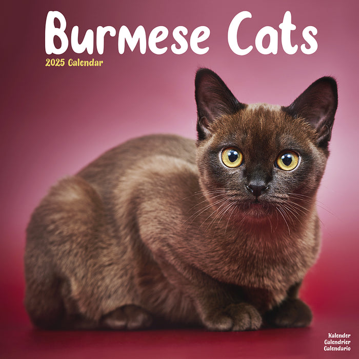 2025 Cats Burmese Wall Calendar