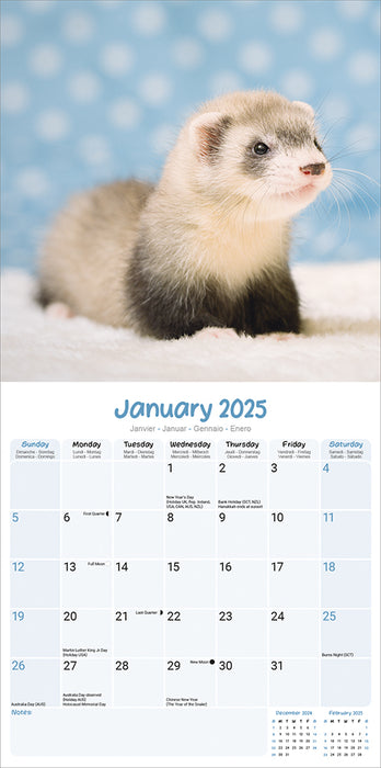 2025 Ferrets Wall Calendar (Online Exclusive)