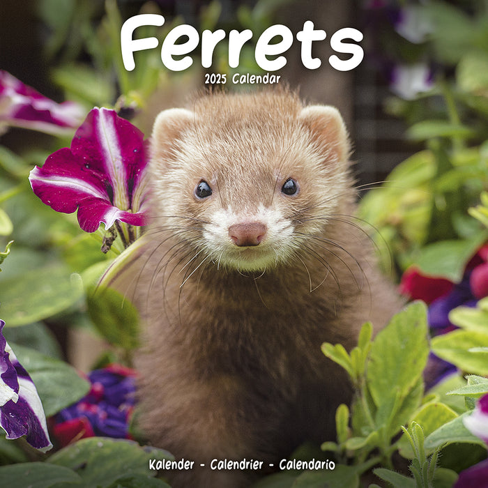 2025 Ferrets Wall Calendar (Online Exclusive)