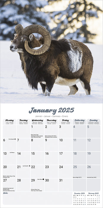 2025 Sheep Wall Calendar (Online Exclusive)