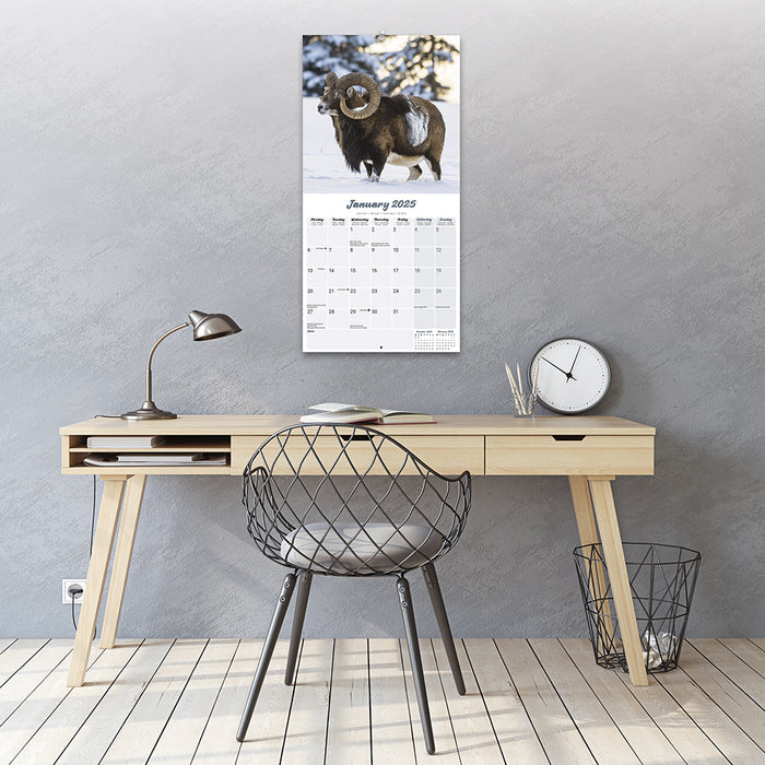 2025 Sheep Wall Calendar (Online Exclusive)