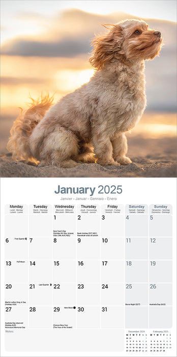 2025 Cavoodle Wall Calendar