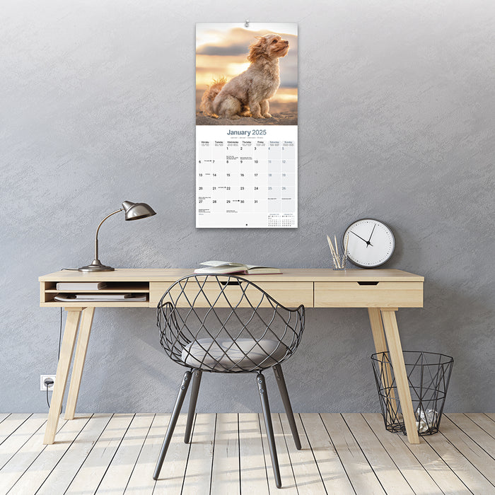2025 Cavoodle Wall Calendar