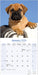 Bull Mastiff 2026 Square Wall Calendar (Online Exclusive)