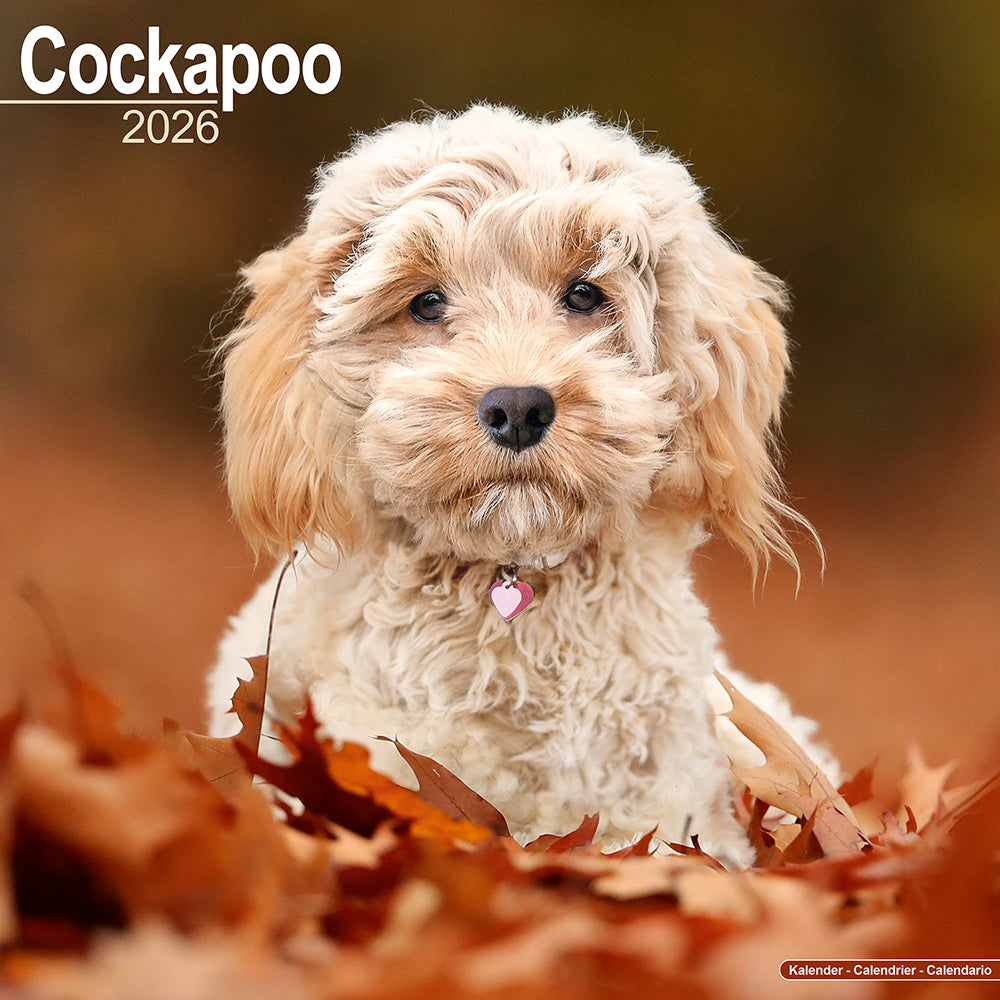 Calendario delgado Cockapoo 2026 | Calendario Slimline de raza de perro | 12 meses | con pegatinas de organización