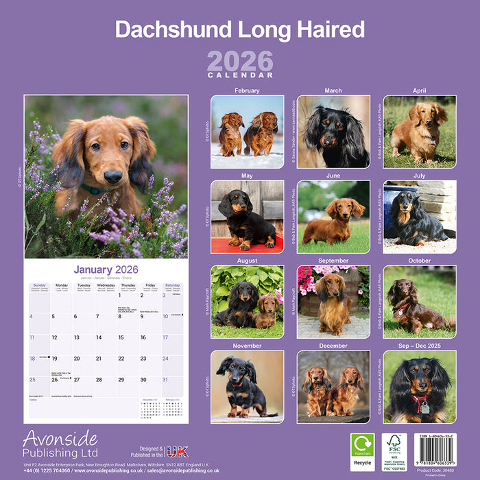 Longhaired Dachshund 2026 Square Wall Calendar (Online Exclusive)