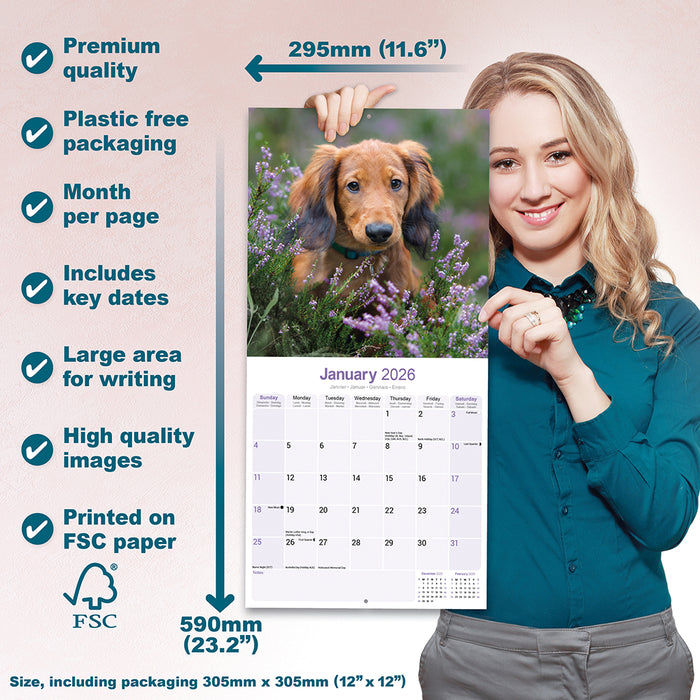 Longhaired Dachshund 2026 Square Wall Calendar (Online Exclusive)