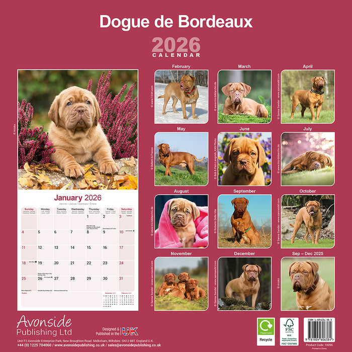 Dogue de Bordeaux 2026 Square Wall Calendar (Online Exclusive)