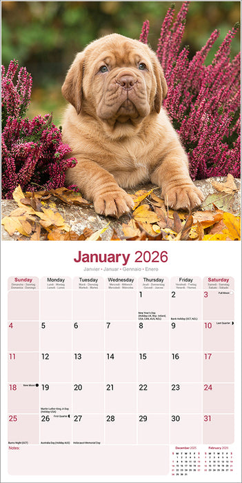 Dogue de Bordeaux 2026 Square Wall Calendar (Online Exclusive)