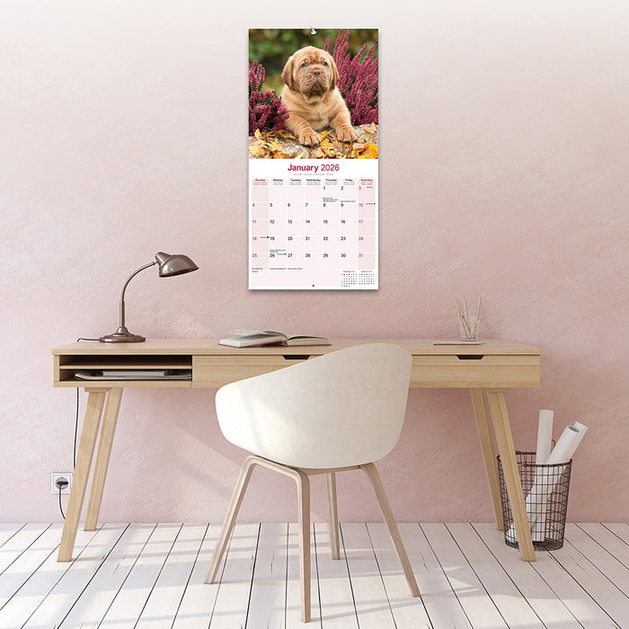 Dogue de Bordeaux 2026 Square Wall Calendar (Online Exclusive)