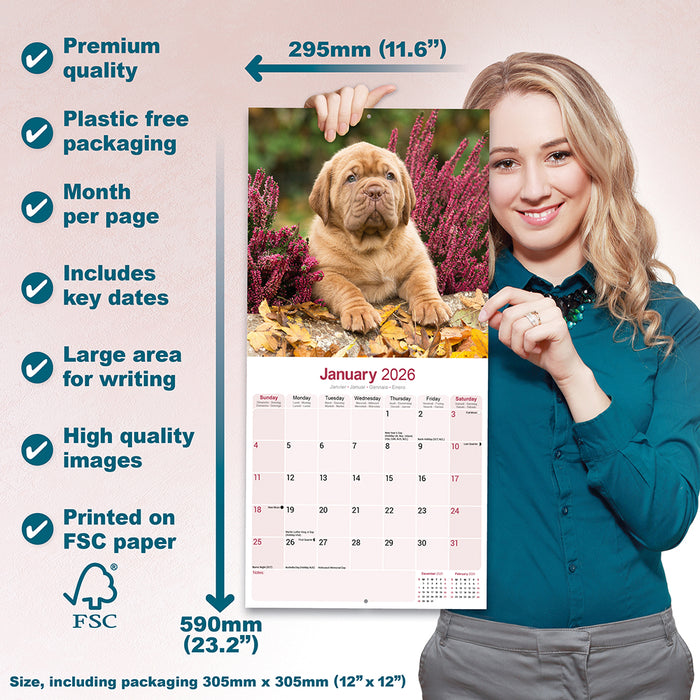 Dogue de Bordeaux 2026 Square Wall Calendar (Online Exclusive)