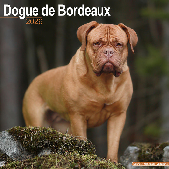 Dogue de Bordeaux 2026 Square Wall Calendar (Online Exclusive)