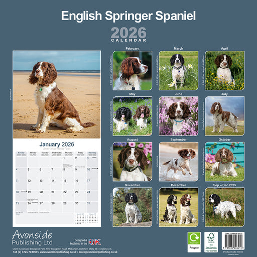 English Springer Spaniel Euro 2026 Square Wall Calendar