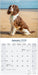 English Springer Spaniel Euro 2026 Square Wall Calendar