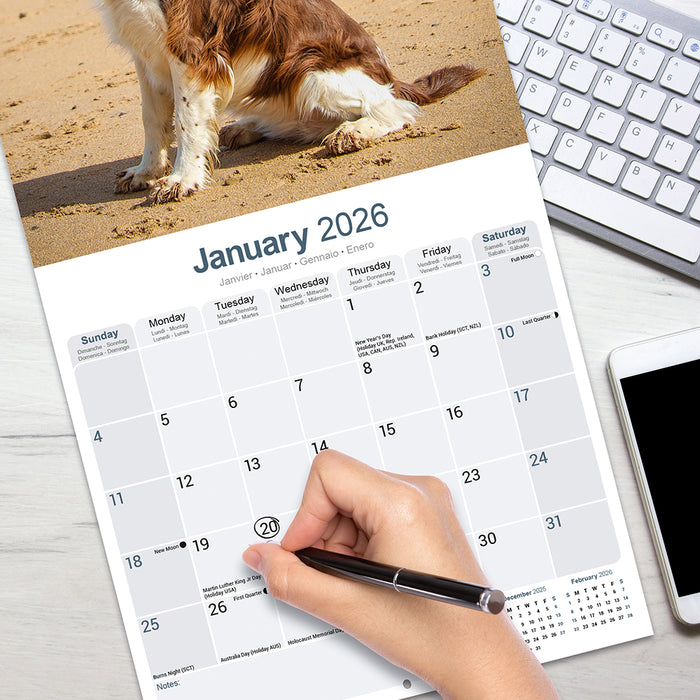 English Springer Spaniel Euro 2026 Square Wall Calendar