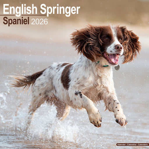 English Springer Spaniel Euro 2026 Square Wall Calendar