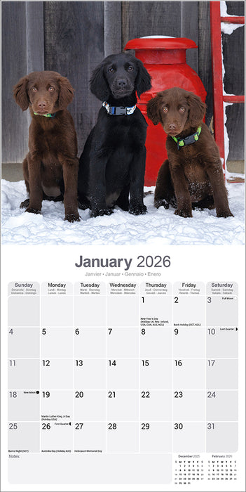 Flatcoated Retriever 2026 Square Wall Calendar (Online Exclusive)