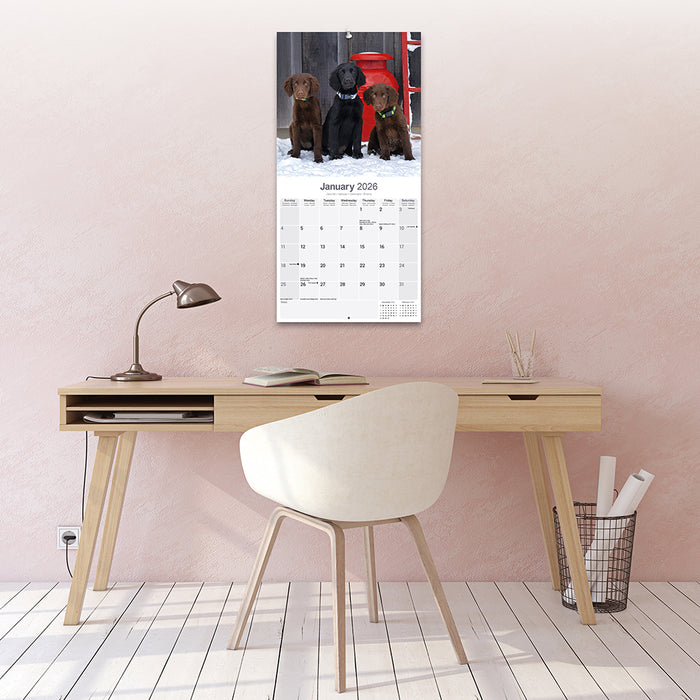 Flatcoated Retriever 2026 Square Wall Calendar (Online Exclusive)