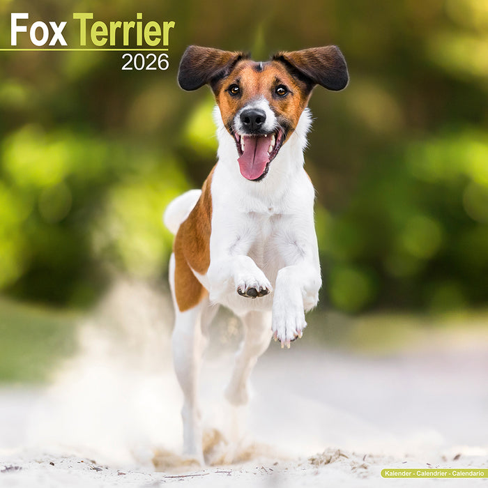 Fox Terrier 2026 Square Wall Calendar (Online Exclusive)