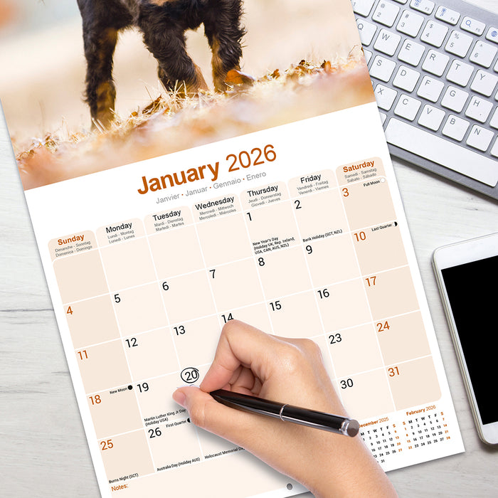 Gordon Setter 2026 Square Wall Calendar (Online Exclusive)