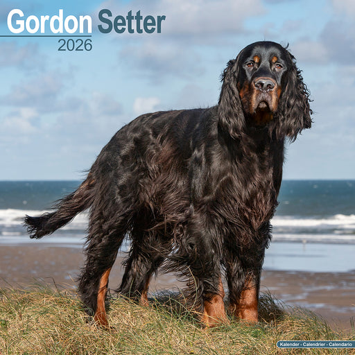 Gordon Setter 2026 Square Wall Calendar (Online Exclusive)
