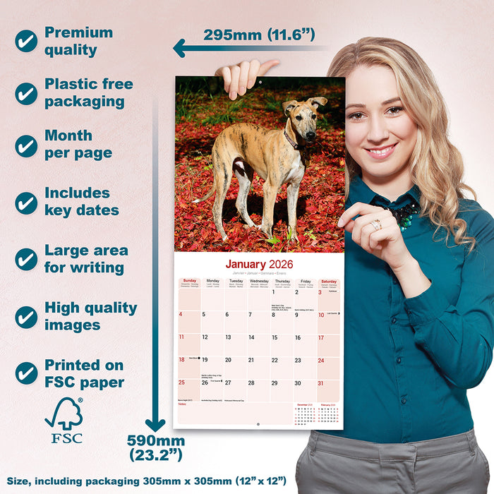 Greyhound 2026 Square Wall Calendar