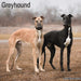 Greyhound 2026 Square Wall Calendar