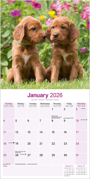 Irish Setter 2026 Square Wall Calendar (Online Exclusive)