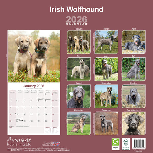 Irish Wolfhound 2026 Square Wall Calendar (Online Exclusive)