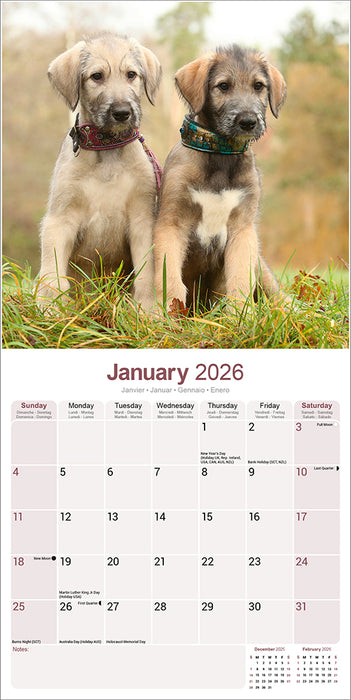 Irish Wolfhound 2026 Square Wall Calendar (Online Exclusive)